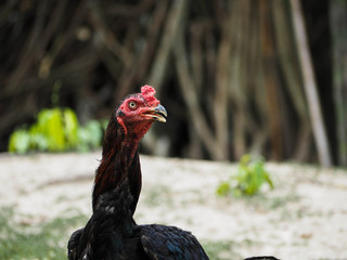 Black color domestic fowl,hen,cock