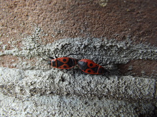 Beetle sitting on a brick