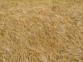 Getreidefeld im Sommer