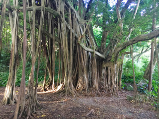 Huge banyan tree at Haleakala National Park on the Hawaiian island of Maui