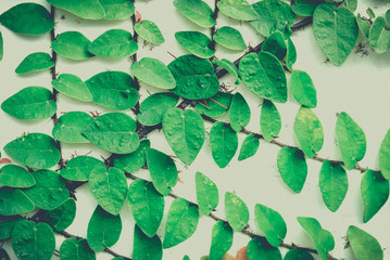 Green Leaves On The Old wall background. Vintage image style and soft light