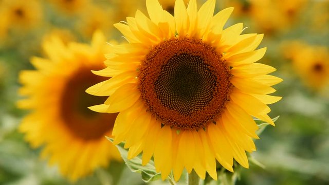 HD of sunflower with blue sky