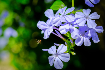 Fresh purple flowers in the garden on blurred  background with soft sun light