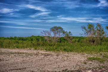 Obraz premium Small leafless trees in an overgrown field