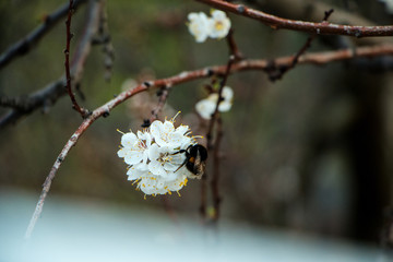 Apricot with bee