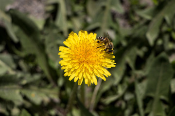 A bee on the yellow flower
