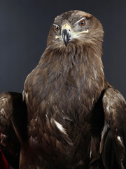 Adler frontal im Studio Portrait