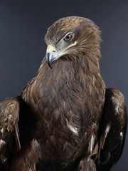 Adler mit Adlerblick als Studiofoto