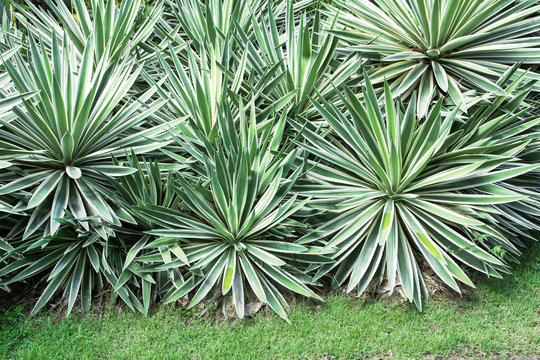 Sisal Plant Images – Browse 1,020 Stock Photos, Vectors, and Video