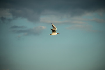 Flight of bird