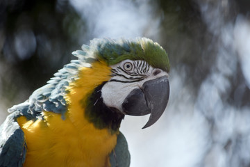 blue and gold macaw