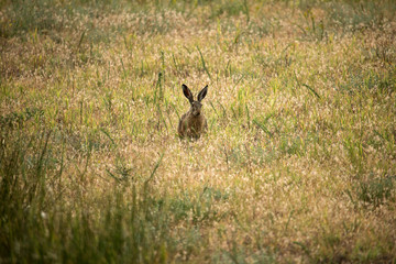 Hare in the steppe