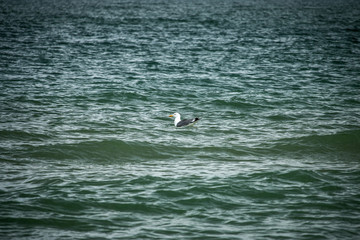 Seagull floating