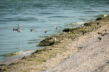 Seagulls