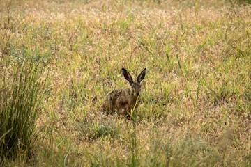 Obraz na płótnie Canvas The hare is bold and curious