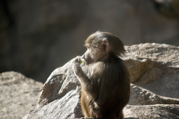 young baboon