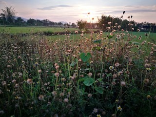 GRASS FLOWER