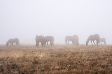 A herd of horses grazing in a foggy autumn morning