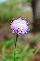 Flor en parque del drago, Icod de los vinos