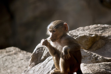 young baboon