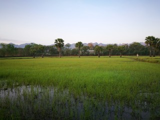 RICE FIELD