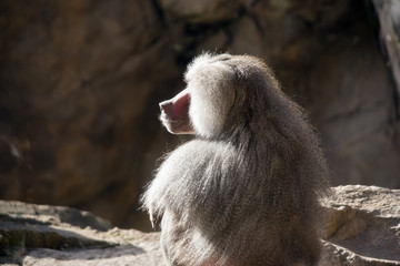 baboon