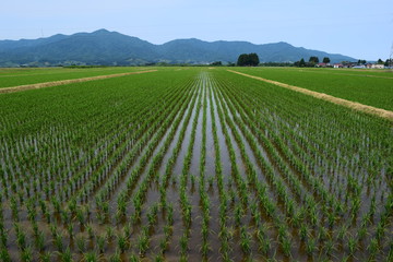 初夏の水田と山並み