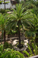 Palmera, parque del drago, Icod de los vinos