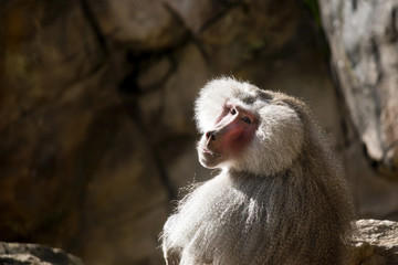 baboon