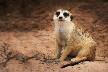 Fototapeta premium Isolated single dark bands on the back and a black-tipped tail meerkat (Suricate) sitting alone on the ground