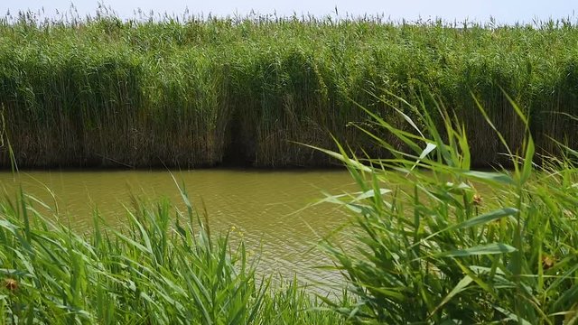 Rural channel and canes in the wind
