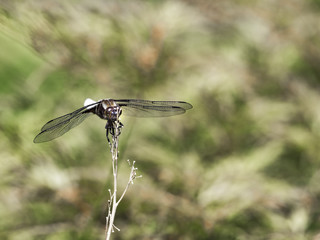 Big_dragonfly