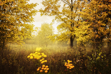 Glade in the autumn forest. Autumn landscape