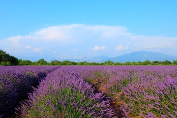 Fototapeta na wymiar Lavender Fields, France