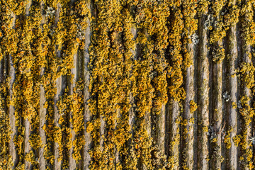 old furrowed moss woody background