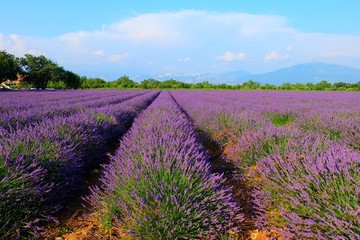 Plakat Lavender Fieldof Provence, France
