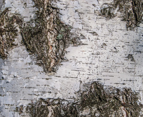 Background of birch bark.