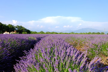 Naklejka na ściany i meble Lavender Fields, France
