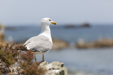 Gull in Tabarca Island.