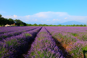 Plakat Lavender Fields, France