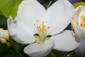 Beautiful spring flower on a apple tree.