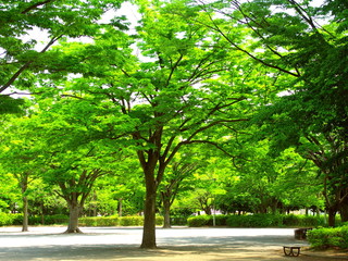 Fototapeta na wymiar 新緑の公園風景