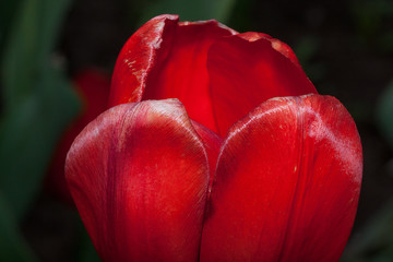 Petals of red tulip closeup.