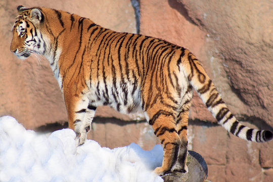 Wild siberian tiger watching its prey