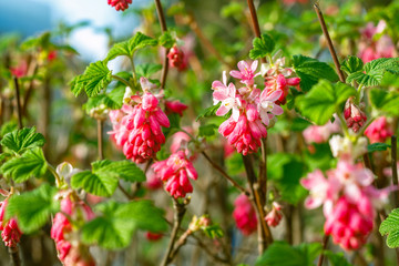 Ribes flowering currant in a public park in London