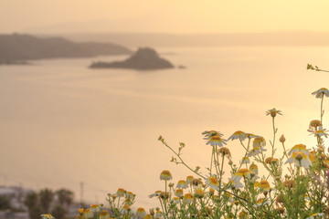 Margaret flower with silhouette of coastline on morning time at the background.