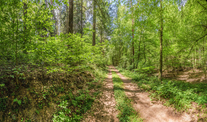 Waldweg im Sommer