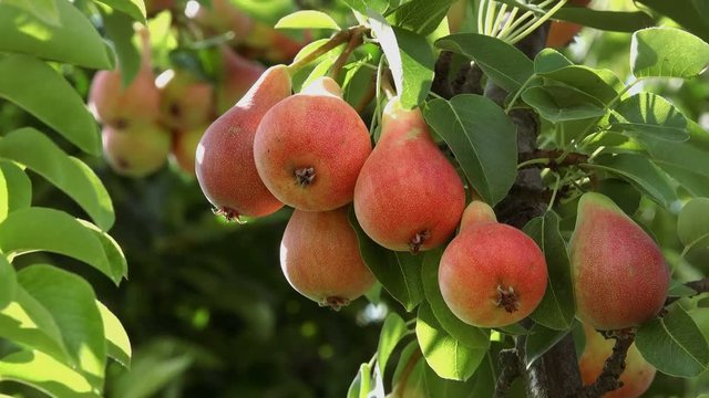 Ripe pear fruit on the branch in orchard ready for picking