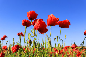 Obraz premium czerwone kwiaty maku