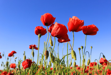 red poppy flowers